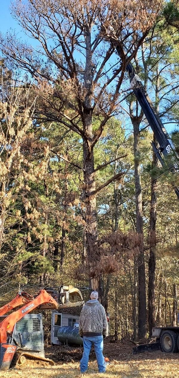 A recent tree company job in the Hernando, MS area